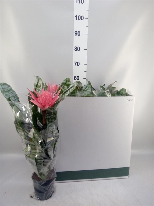 <h4>Aechmea fasciata 'Primera'</h4>