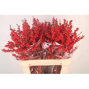 Ilex Verticilata Red Extra