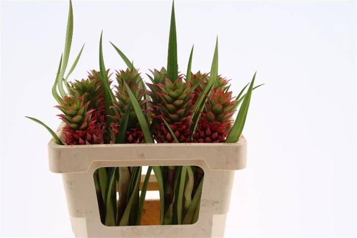 <h4>Ananas Pora</h4>