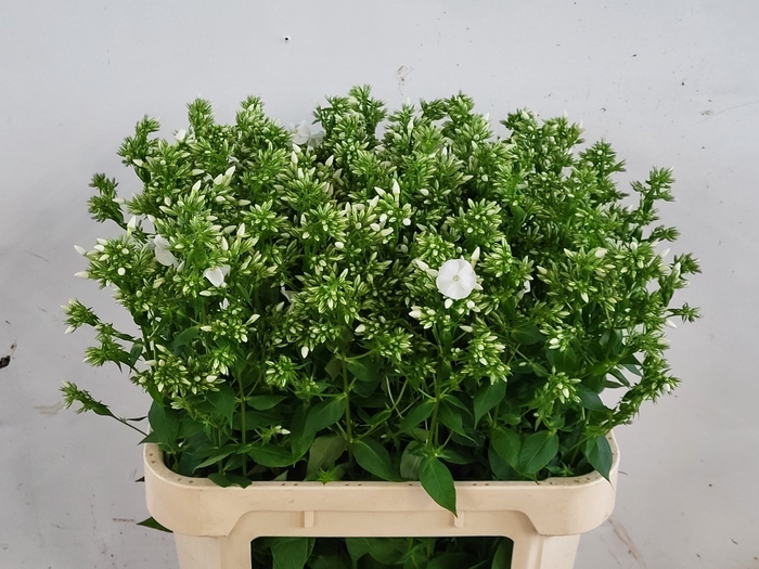 <h4>PHLOX P MAG SNOWDRPZ</h4>