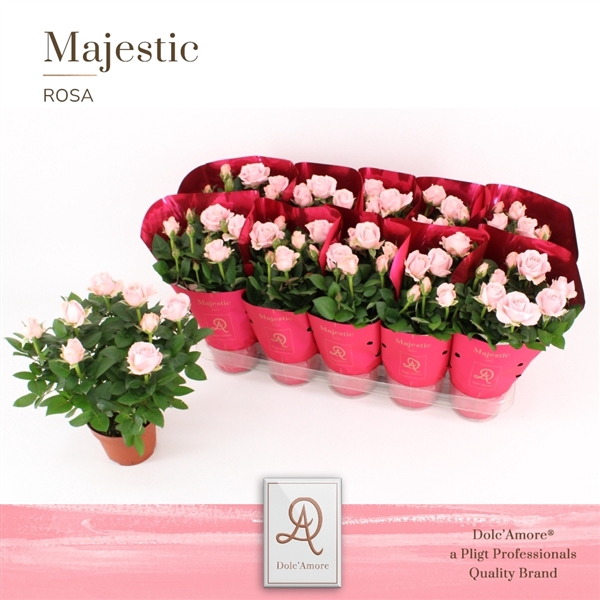 <h4>Potroos Infinity Princess P12 Dolc'Amore® Majestic</h4>