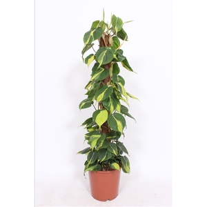 Philodendron Scandens Brasil 