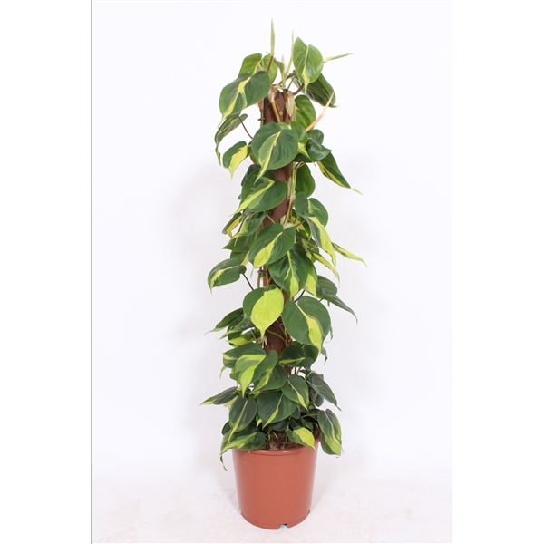 <h4>Philodendron Scandens Brasil "kratistestok"</h4>