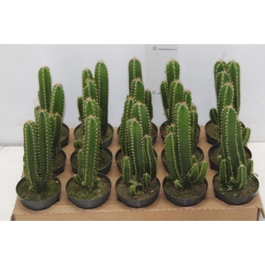 CACTUS ACANTHOCEREUS TETRAGONUS P09