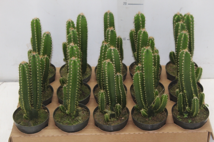 <h4>CACTUS ACANTHOCEREUS TETRAGONUS P09</h4>
