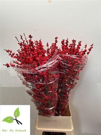 <h4>Ilex Ve Rode Bes</h4>