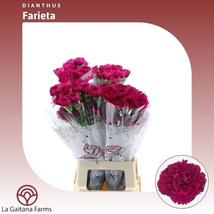 <h4>Dianthus St Farieta</h4>