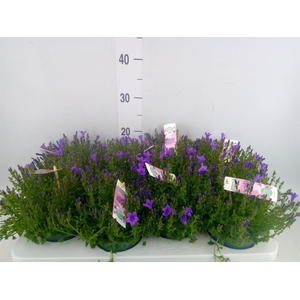 Campanula porten. 'Ambella In Prpl'
