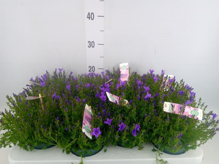 <h4>Campanula porten. 'Ambella In Prpl'</h4>