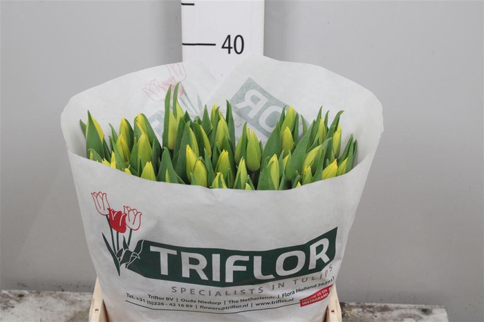 <h4>Tu En Yellow Flight</h4>