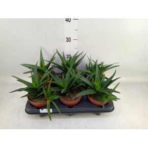 Haworthia pumila 'West Jogoo'