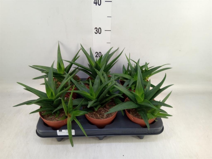 <h4>Haworthia pumila 'West Jogoo'</h4>