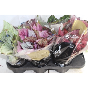 BEGONIA BELEAF P15 PO