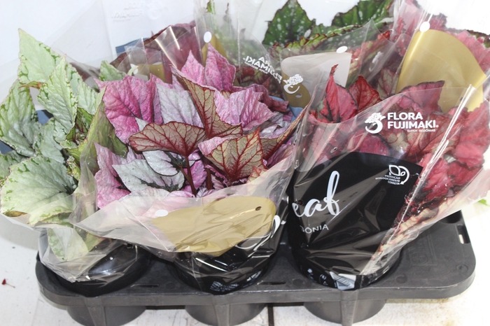 <h4>BEGONIA BELEAF P15 PO</h4>