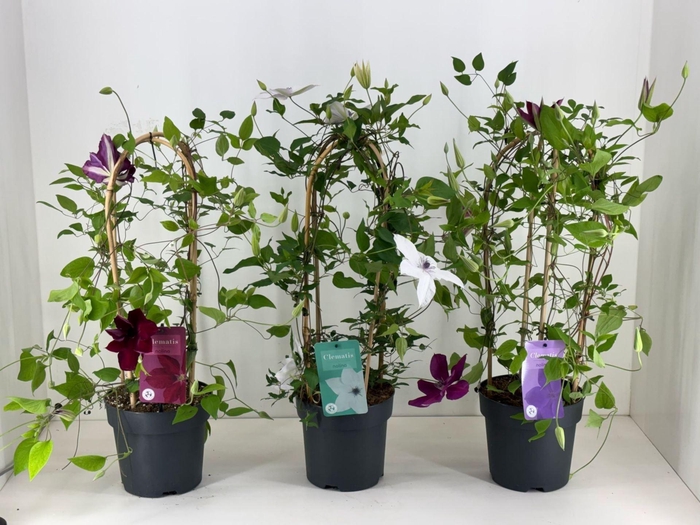 <h4>Clematis Garland</h4>