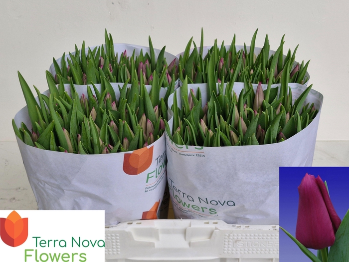 <h4>TU EN EMBRACE</h4>