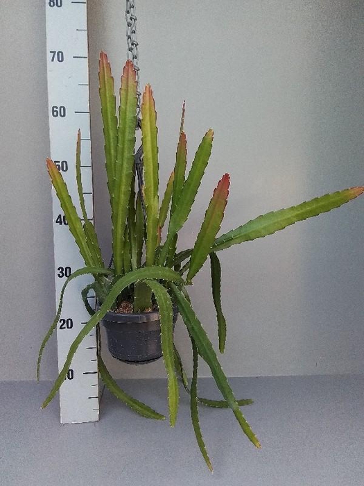 <h4>Epiphyllum overig hangpot Red Tip</h4>