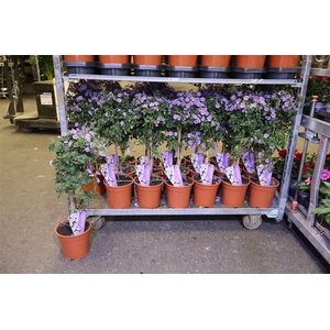 Solanum Ra Ch P Star