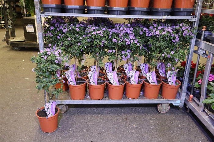 <h4>Solanum Ra Ch P Star</h4>