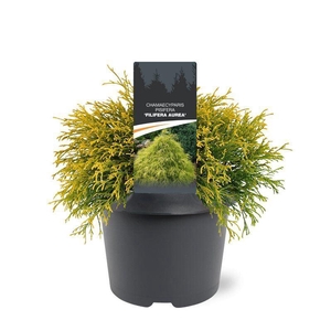 Chamaecyparis Filifera Au
