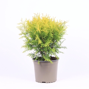 Thuja occidentalis 'Golden Globe'