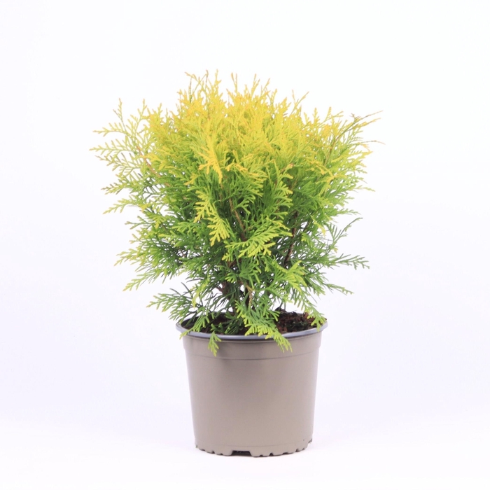 <h4>Thuja occidentalis 'Golden Globe'</h4>