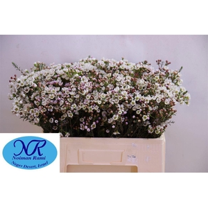 Chame Uncinatum Ov 15 GR,(IL),(5)