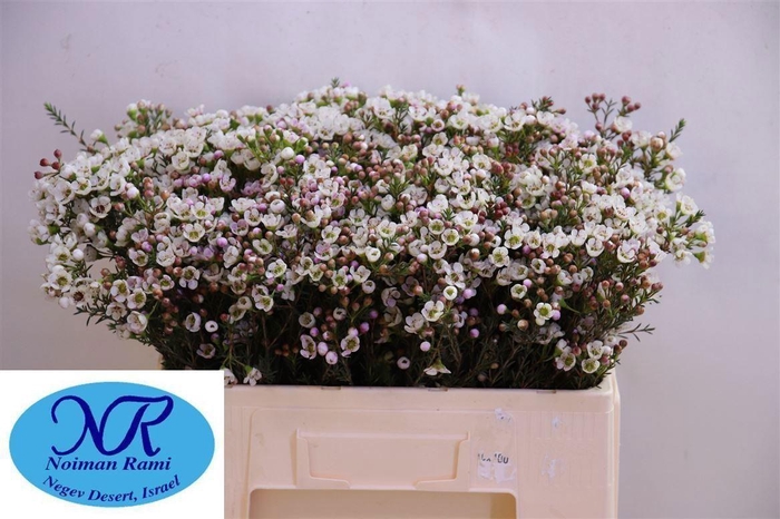 <h4>Chame Uncinatum Ov 15 GR,(IL),(5)</h4>