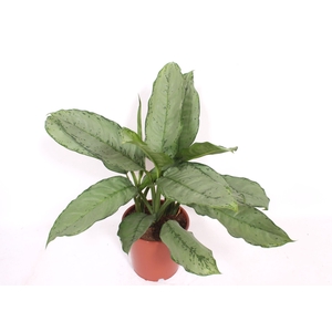 Aglaonema B.J. Freedman