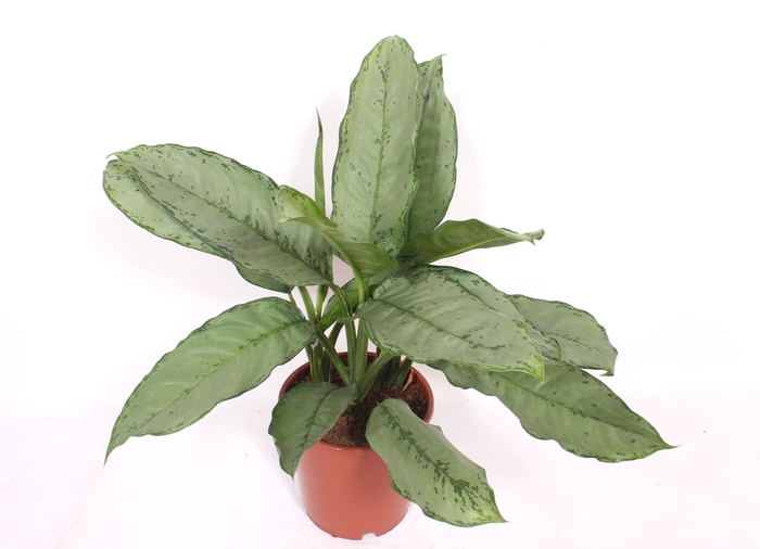 <h4>Aglaonema B.J. Freedman</h4>