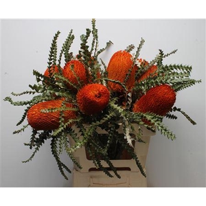 Banksia Speciosa Orange