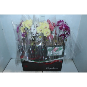 PHALAENOPSIS CASCATA P15 MIN 8 FLS