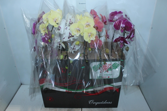 <h4>PHALAENOPSIS CASCATA P15 MIN 8 FLS</h4>