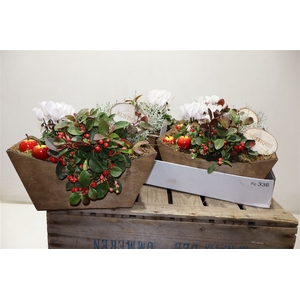 arr8 Arr Tuinplanten In Houten Kuip