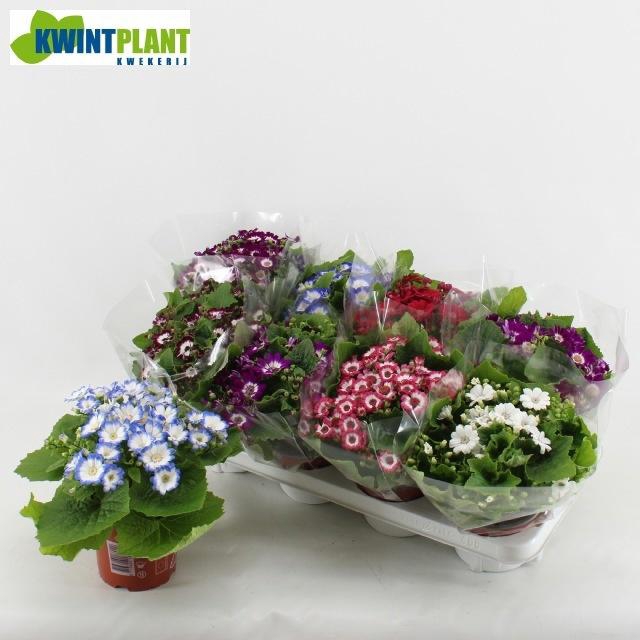 <h4>PERI C VENEZ GEM</h4>