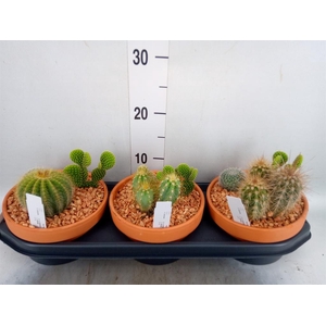 Cactus   ...
