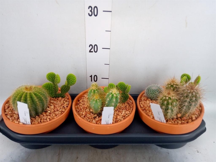 <h4>Cactus   ...</h4>