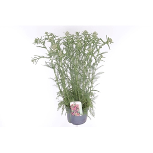 Achillea millefolium Milly Rock Red