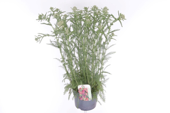 <h4>Achillea millefolium Milly Rock Red</h4>