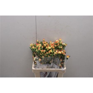 Di Solomio Lala Bonita