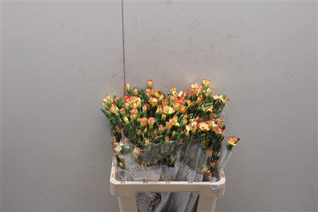 <h4>Di Solomio Lala Bonita</h4>