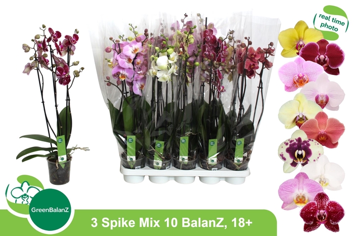 <h4>PHAL GEM 10 KL</h4>