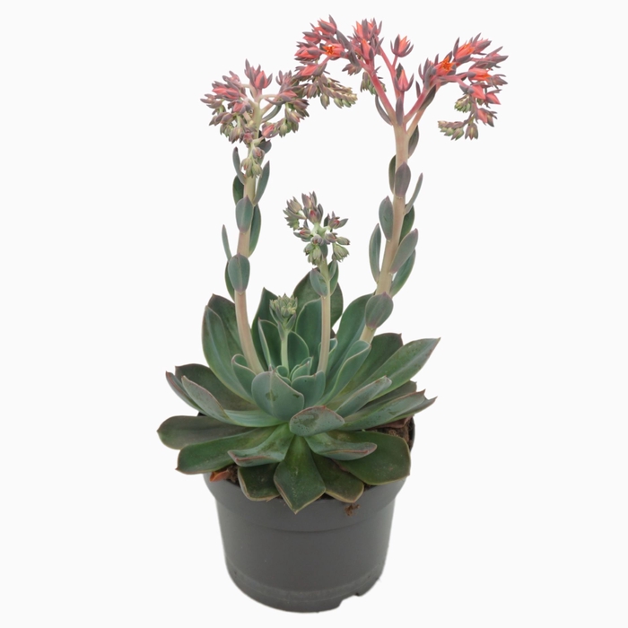 <h4>Echeveria Blue Prince</h4>