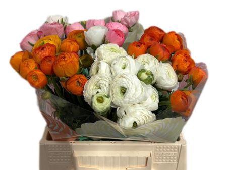 <h4>Ran Gem In Fust</h4>