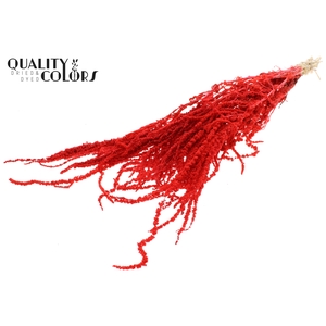 Hang Amaranthus ±70cm Preserved per bunch Bleached Coral