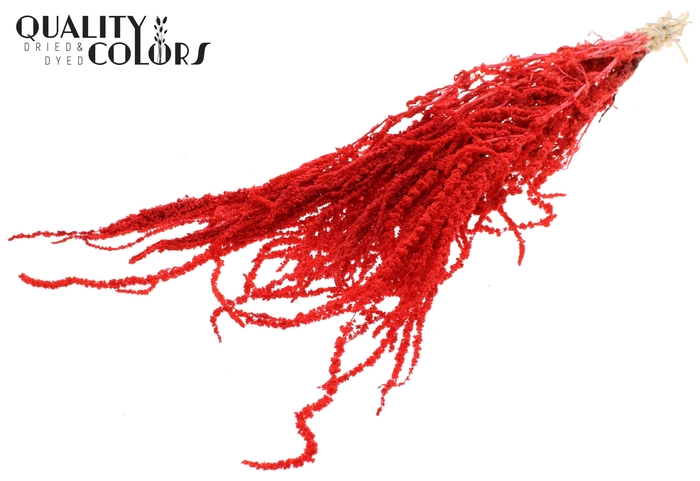 <h4>Hang Amaranthus ±70cm Preserved per bunch Bleached Coral</h4>