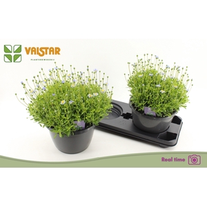 FELI AM FELICIT BLUE