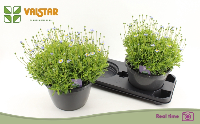 <h4>FELI AM FELICIT BLUE</h4>