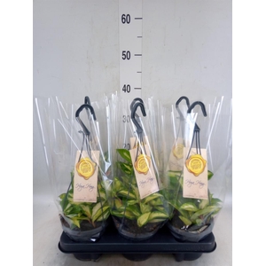 Hoya carnosa 'Tricolor'