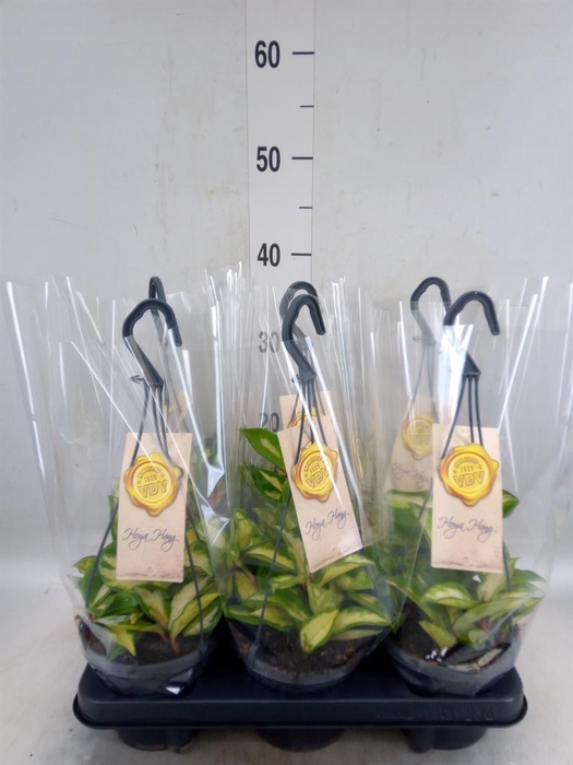 <h4>Hoya carnosa 'Tricolor'</h4>